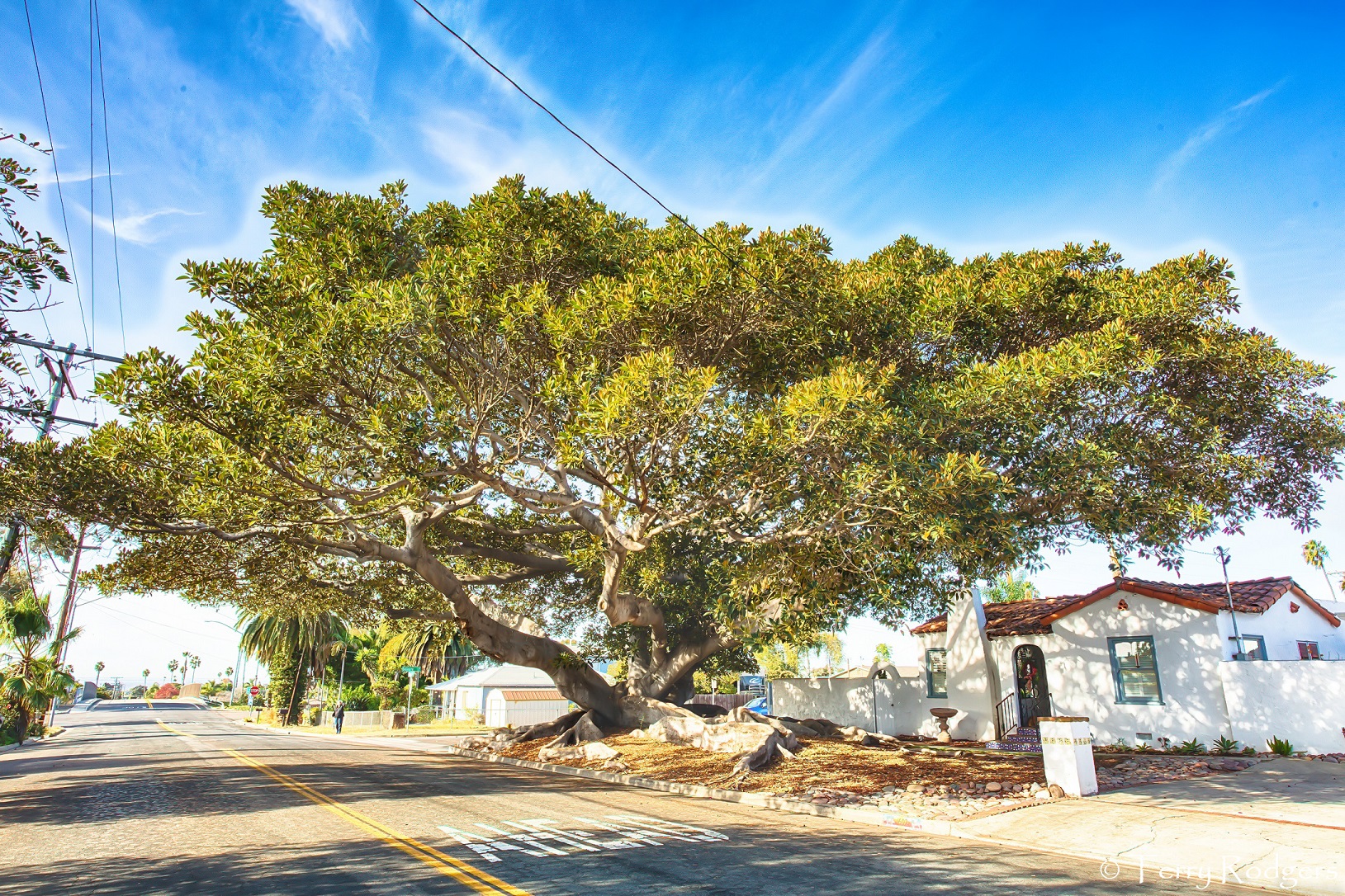 Oceanside fig tree reduced – SDRUFC